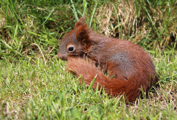 junges Eichhörnchen
