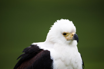 Weißkopfseeadler