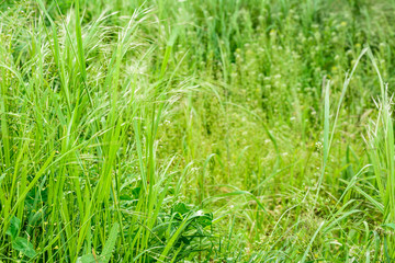 The grass grows in the meadow