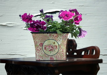 petunia on a brown table with isolated background