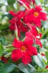 Red Petunia flowers