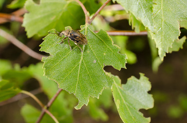 Rüsselkäfer hat Birke zum Mittag...