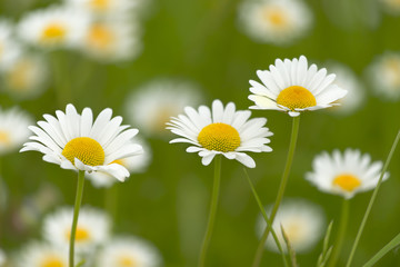 Closeup of daisies, chamomile medicative flowers and plant.