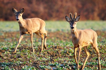 Deer grazing on the field