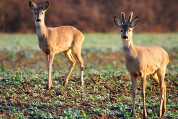 Deer grazing on the field