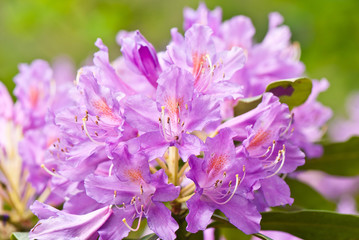 blooming rhododendron