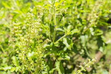 close-up fresh holy basil in garden