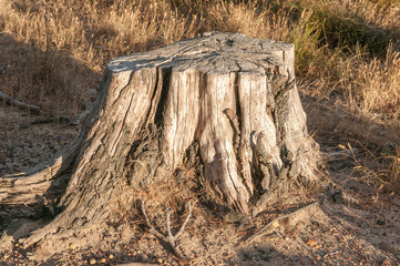 Obraz premium Remains of an old tree stump