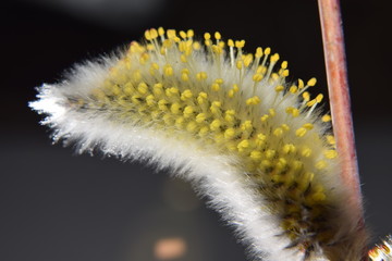 верба,крупным планом.