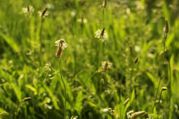 ribwort plantain 