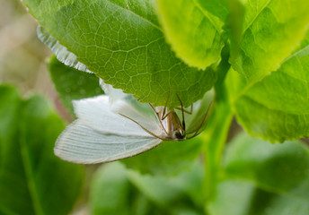 kleiner tagaktiver Nachtfalter