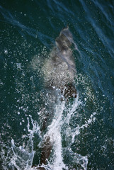 Top view of a swimming shark, Santa Barbara, California