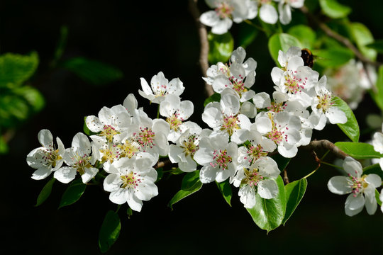 Spring. Pear blossoms