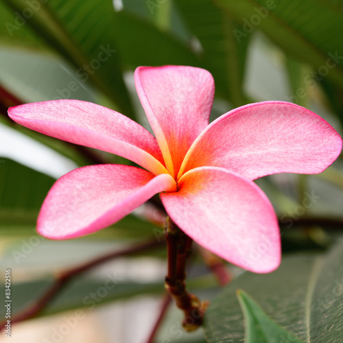 Branch Of Tropical Pink Flowers Frangipani Plumeria On Dark Gr Branch Of Tropical Pink Flowers Frangipani Plumeria On Dark Gr