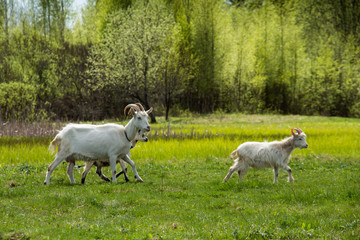 White goats grazing on the field.
