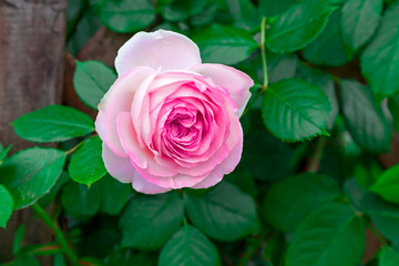pink rose