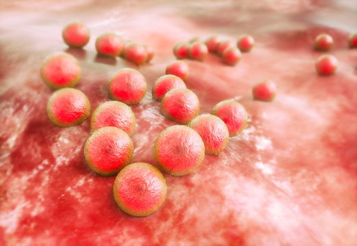 MRSA (Staphylococcus aureus) Bacteria