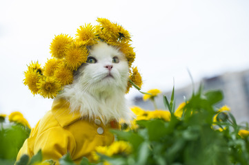 Fototapeta premium kot siedzi na trawie słoneczny letni dzień