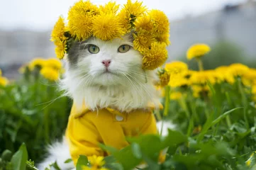 Foto op Plexiglas kat zittend op het gras zonnige zomerdag © Светлана Валуйская