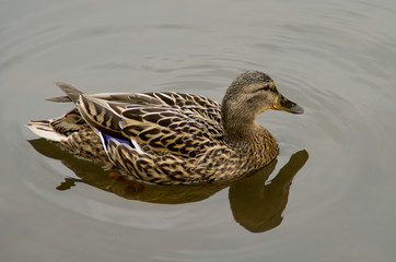 duck swimming