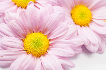 Beautiful chrysanthemum flower