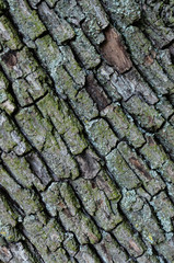 Baumrinde Hintergrund