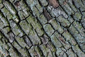 Baumrinde Hintergrund