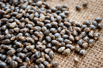 Castor oil seeds-ricinus communis