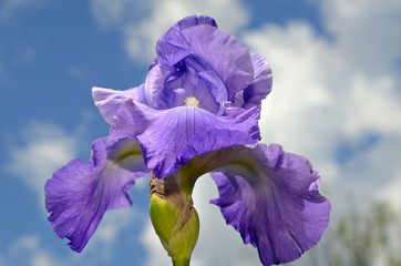 Purple Iris and Sky