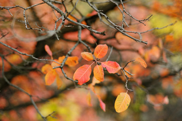 autumn's colors