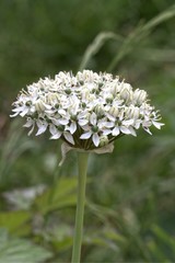 White allium