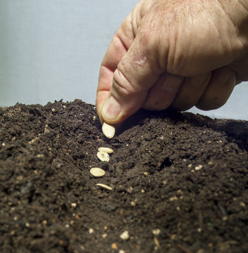 Planting Seeds In The Soil