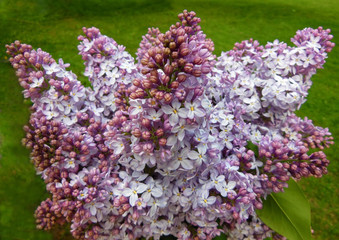 Obraz premium Bouquet of purple lilac blossoms