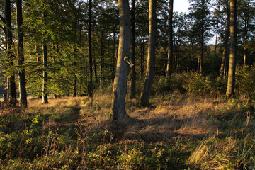 Buchenwald im Abendlicht