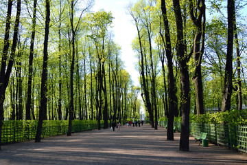 Fototapeta na wymiar Park Summer Garden in St.Petersburg.