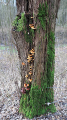 Pilze in einer Baumspalte