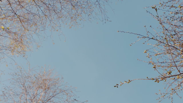 Tree crowns in spring without leaves on deep blue sky. Perfect
