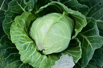 Obraz premium Fresh cabbage in the garden close-up