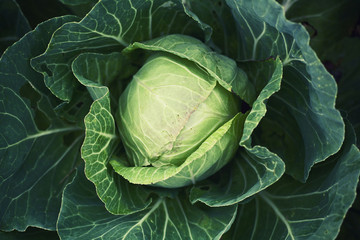 Fresh green cabbage in the garden