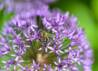 Close up of purple alium flower with honeybee.