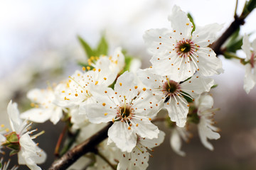 Blooming cherry tree twigs in spring close up