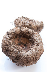 Elephant yam, Stanley s water-tub, Konjac