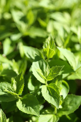 Beautiful spring leaves, close up
