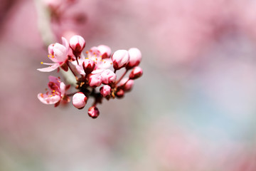 Cherry blossoms over blurred nature background, close up