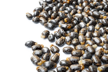 Castor oil seeds-ricinus communis