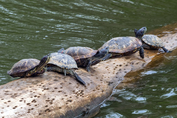 Turtles