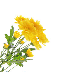 Beautiful bouquet of yellow chrysanthemum isolated on white