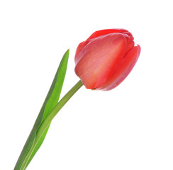 Beautiful red tulip isolated on white