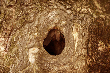 Tree hollow close-up