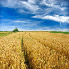 wheat field